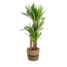 Yucca Elephantipes met mand