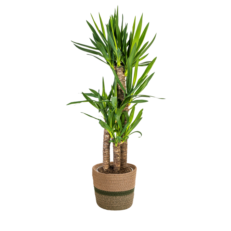 Yucca Elephantipes met mand