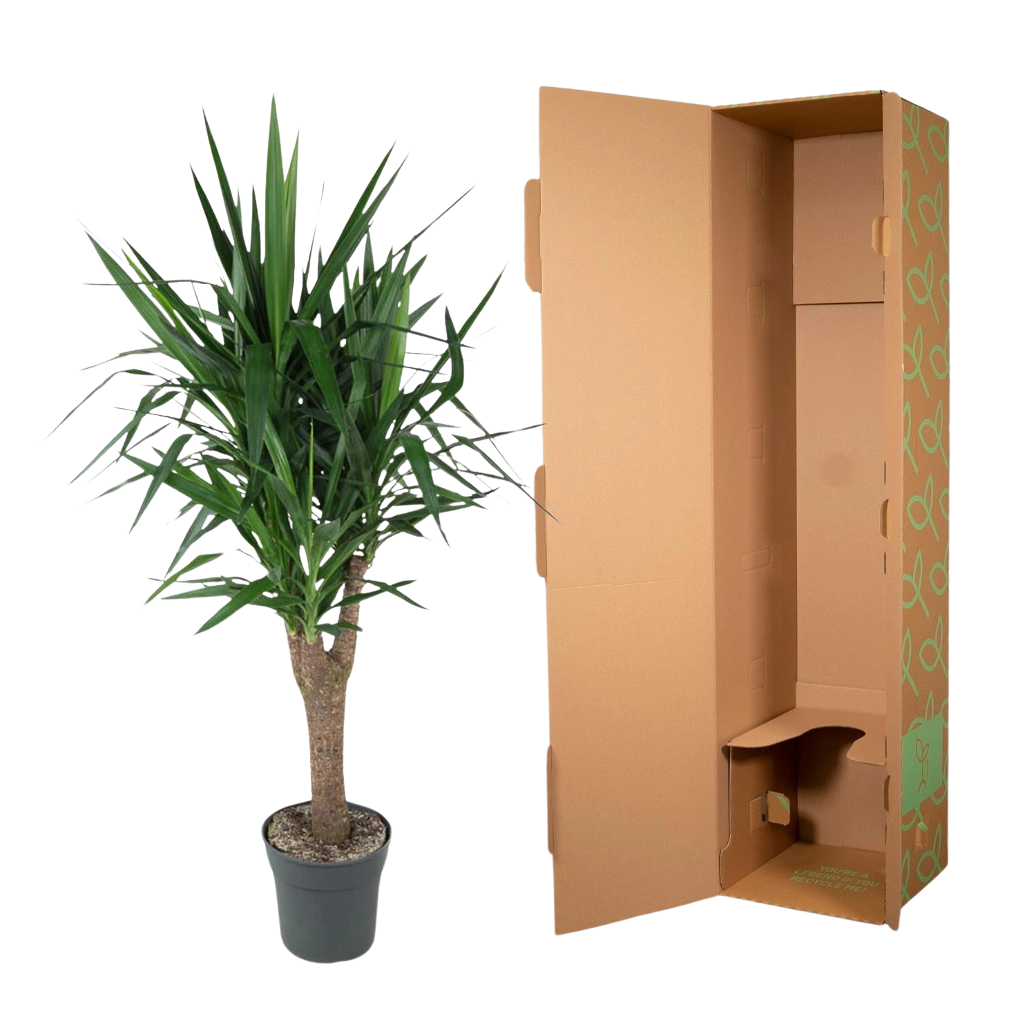 Yucca Elephantipe vertakt