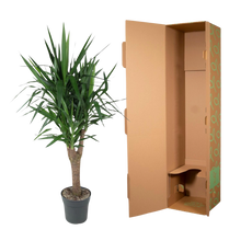 Yucca Elephantipe vertakt