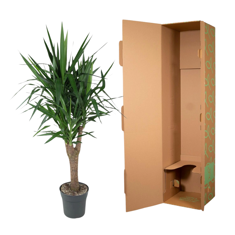 Yucca Elephantipe vertakt
