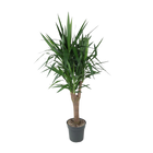 Yucca Elephantipe vertakt