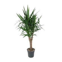 Yucca Elephantipe vertakt