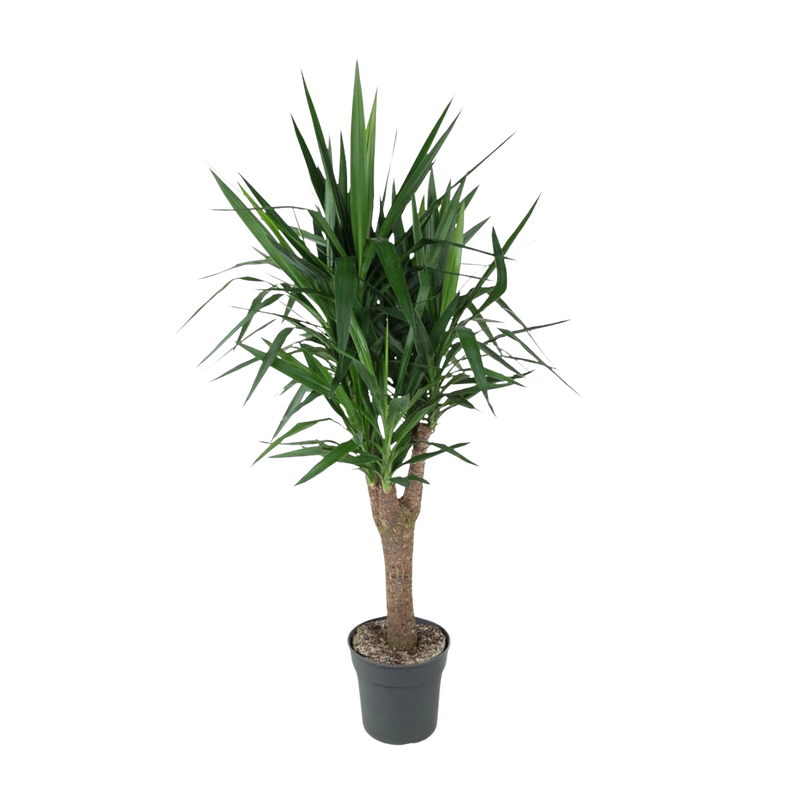 Yucca Elephantipe vertakt