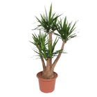 Yucca Elephantipe vertakt
