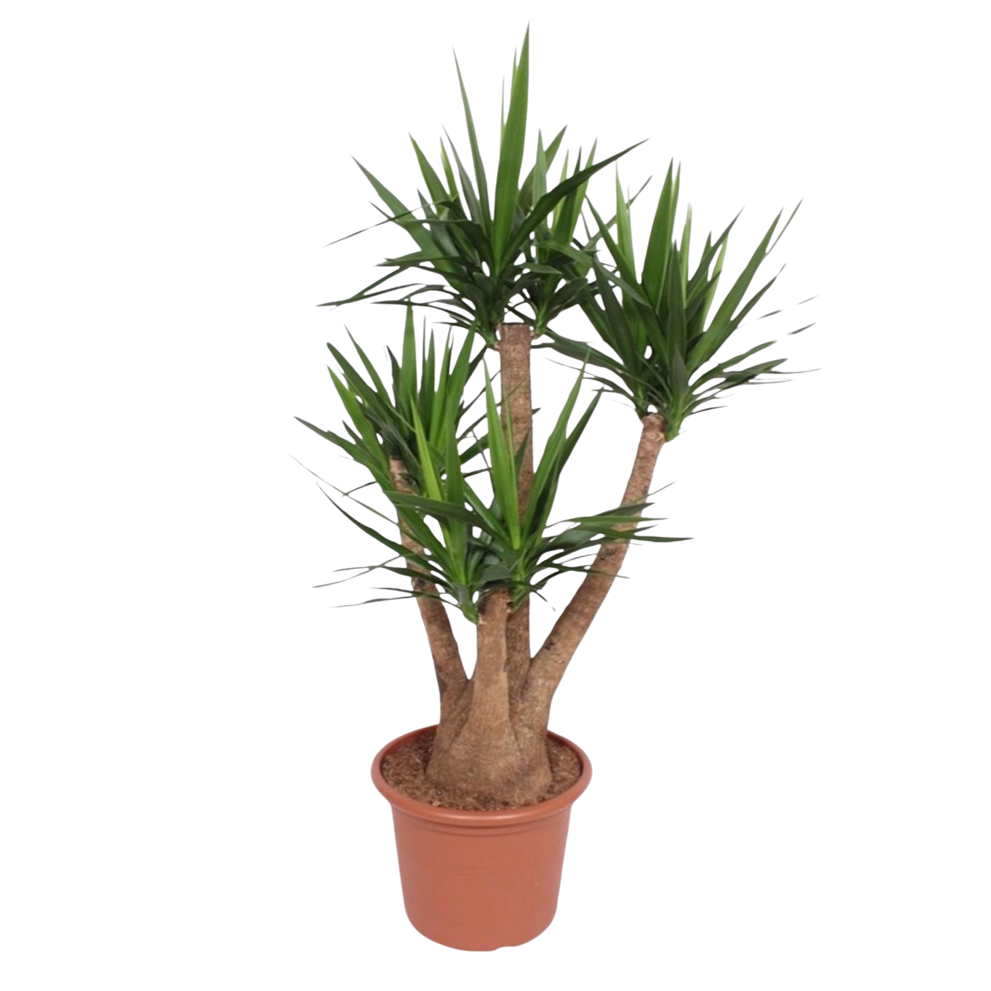 Yucca Elephantipe vertakt