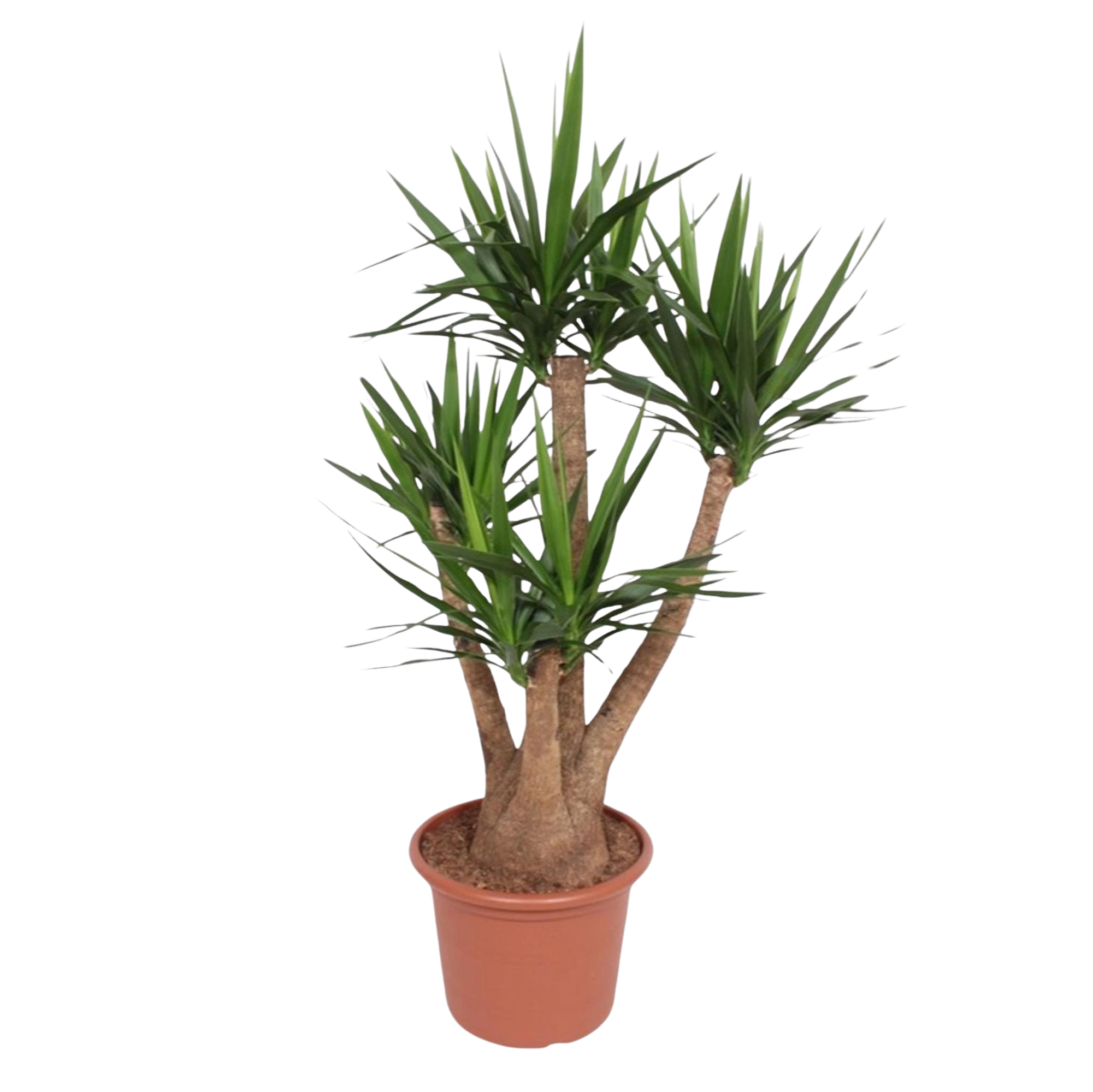 Yucca Elephantipe vertakt