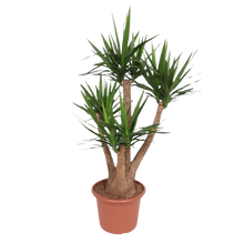 Yucca Elephantipe vertakt