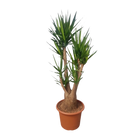 Yucca Elephantipe vertakt