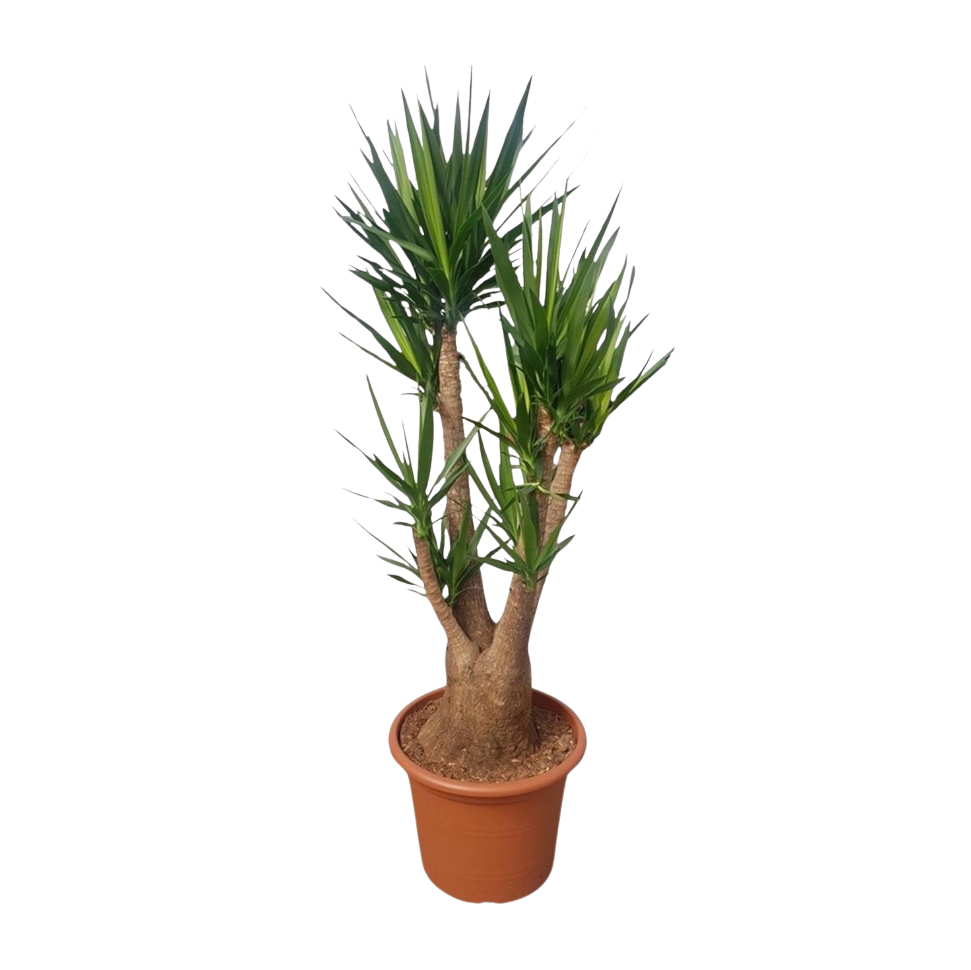 Yucca Elephantipe vertakt