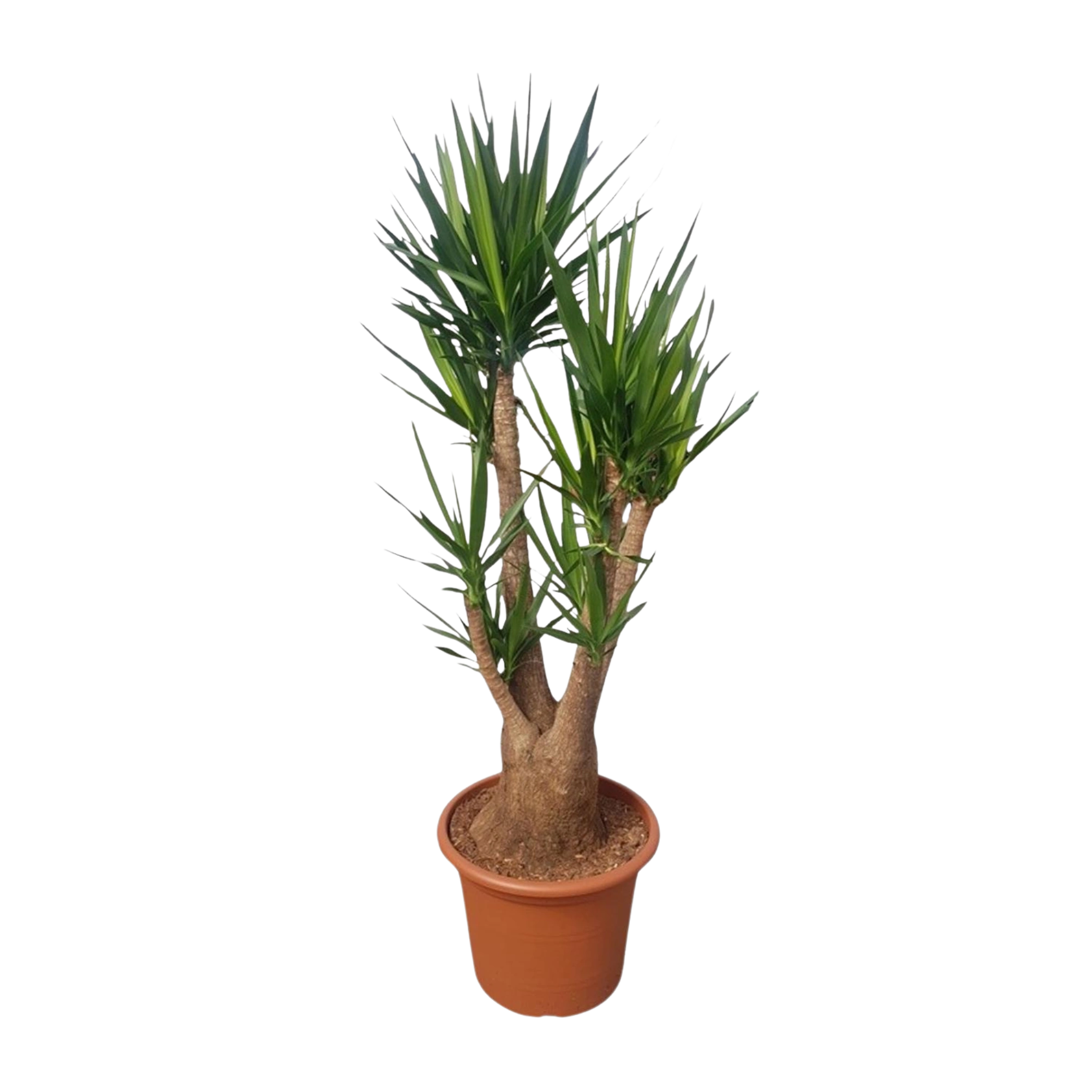 Yucca Elephantipe vertakt