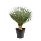 Yucca Rostrata