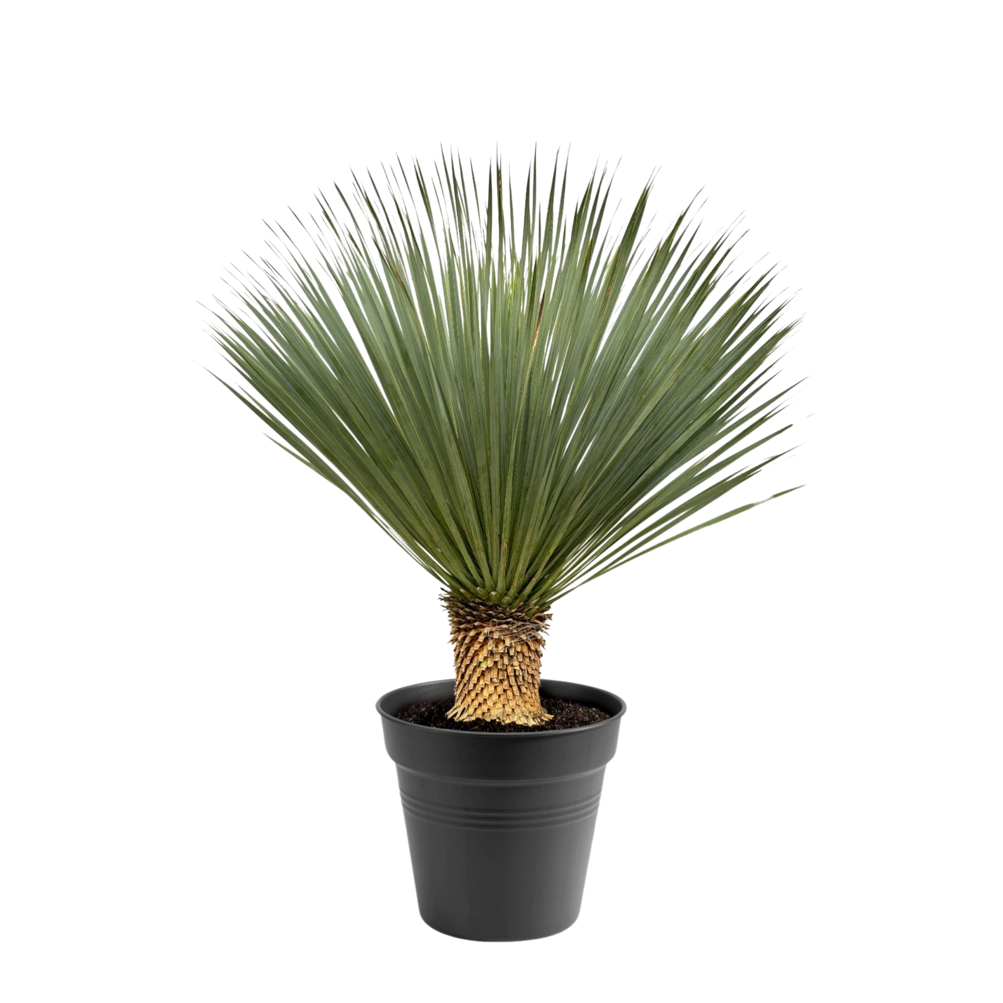 Yucca Rostrata