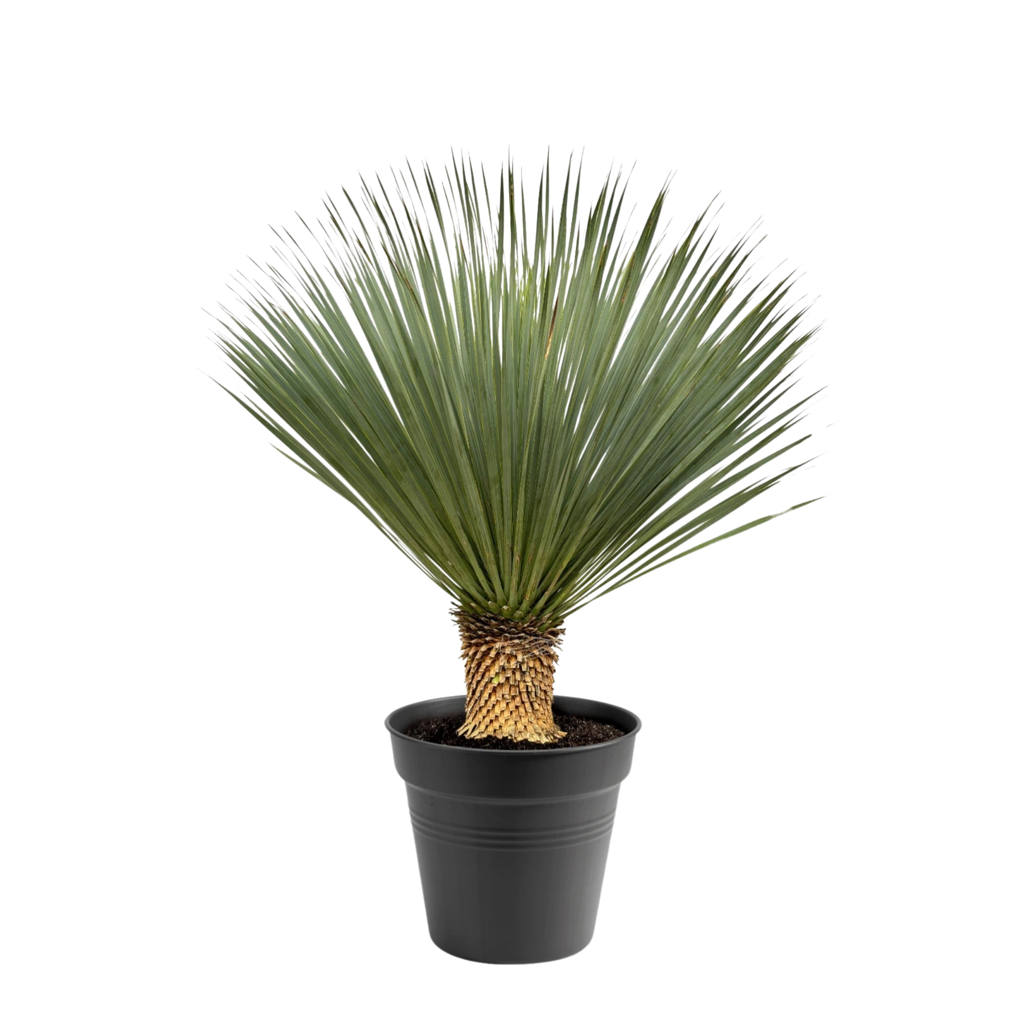 Yucca Rostrata