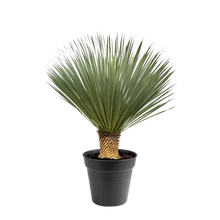 Yucca Rostrata