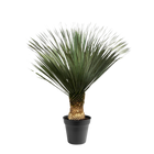 Yucca Rostrata