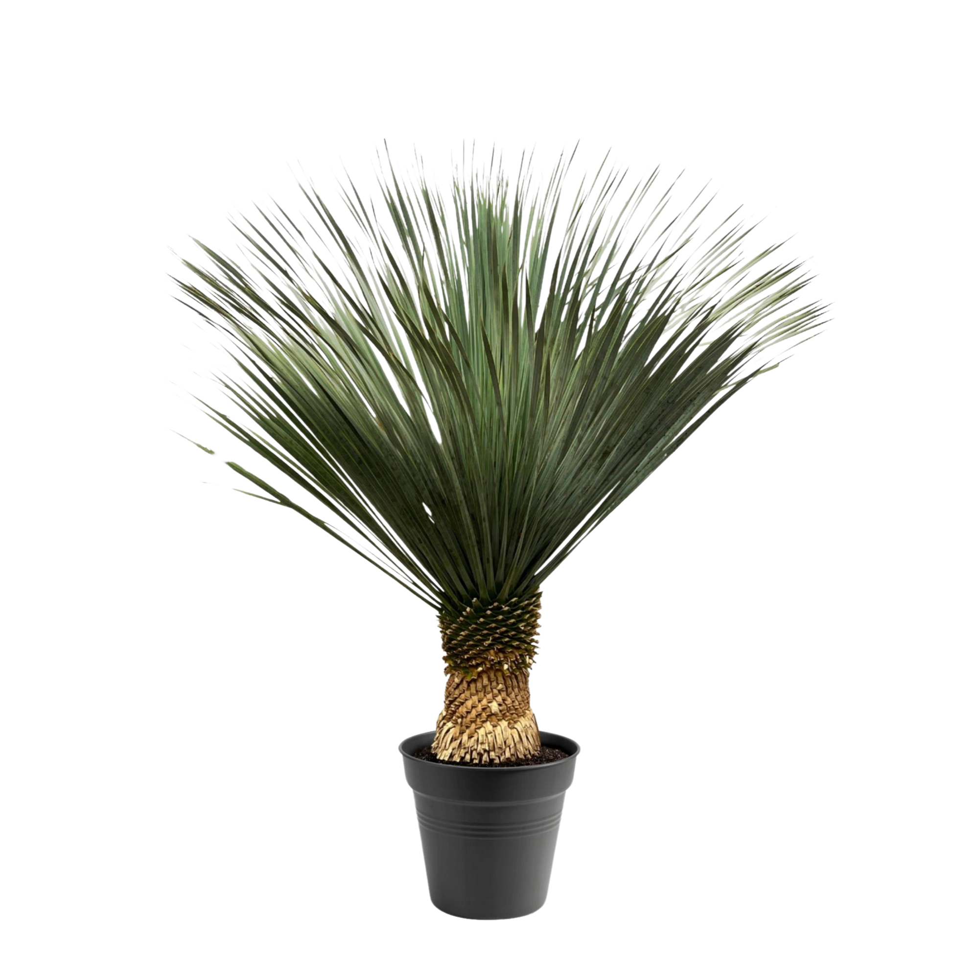 Yucca Rostrata