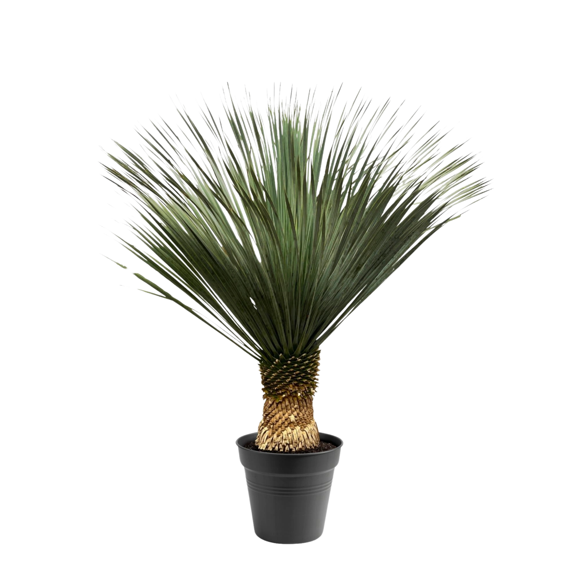 Yucca Rostrata