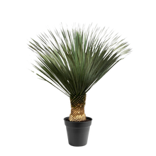 Yucca Rostrata