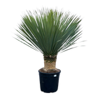 Yucca Rostrata