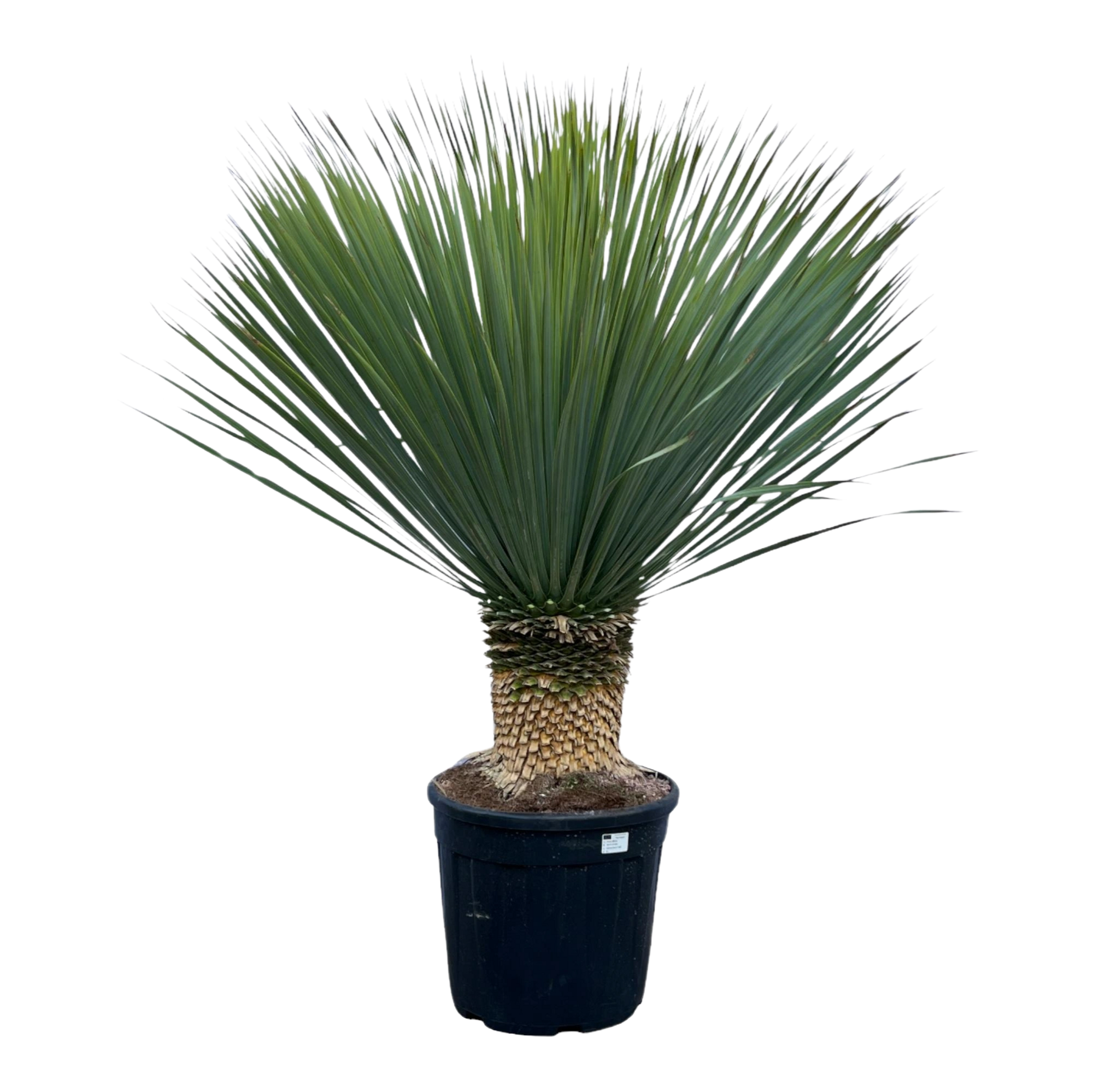 Yucca Rostrata