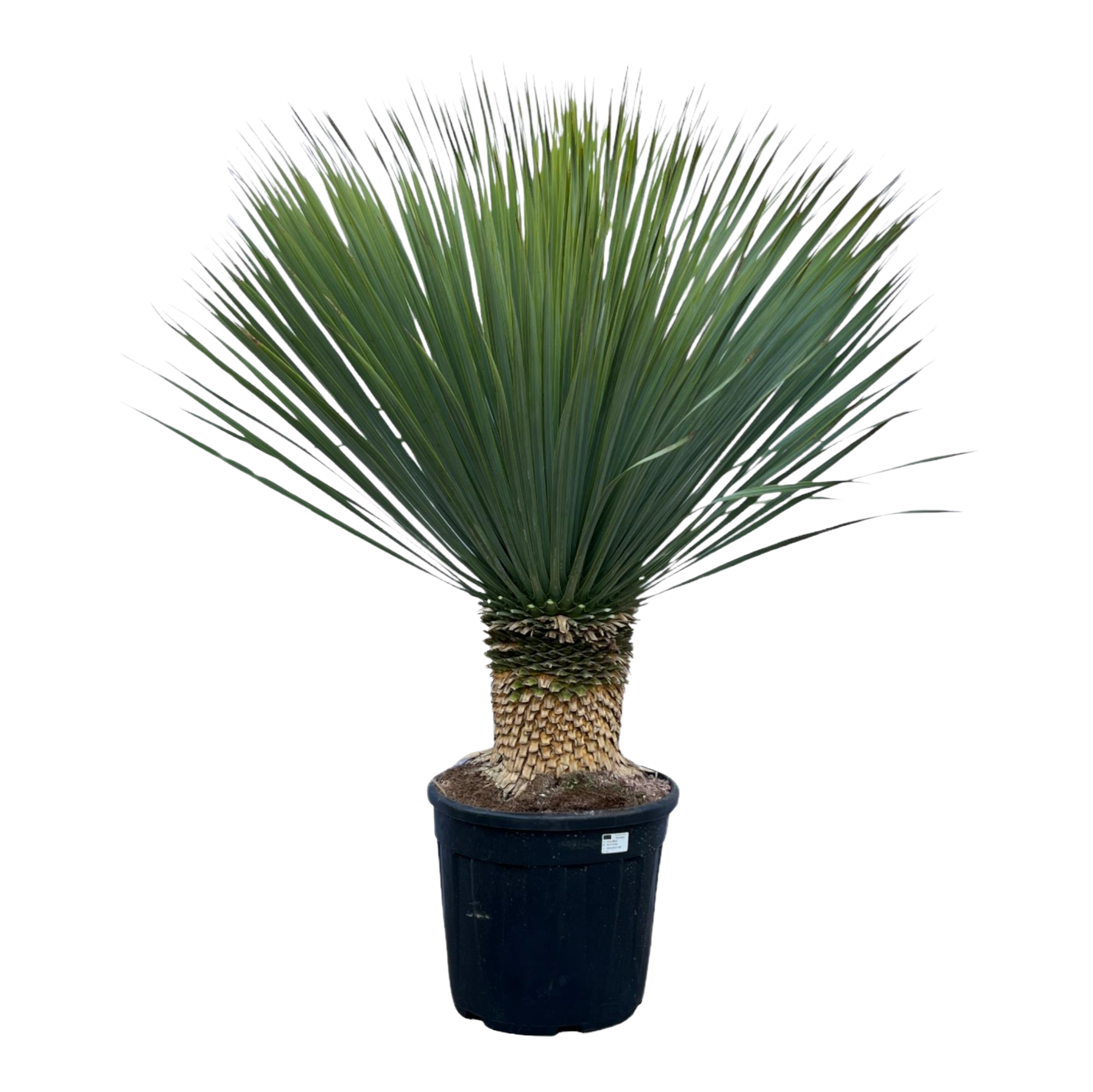 Yucca Rostrata
