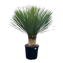 Yucca Rostrata