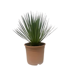 Yucca Rostrata