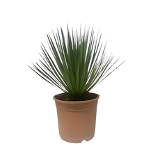 Yucca Rostrata