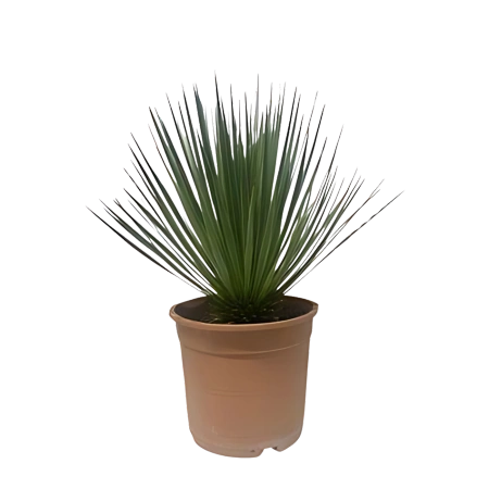 Yucca Rostrata