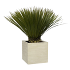 Yucca Rostrata