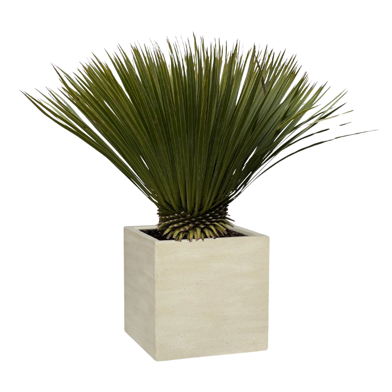 Yucca Rostrata