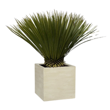 Yucca Rostrata