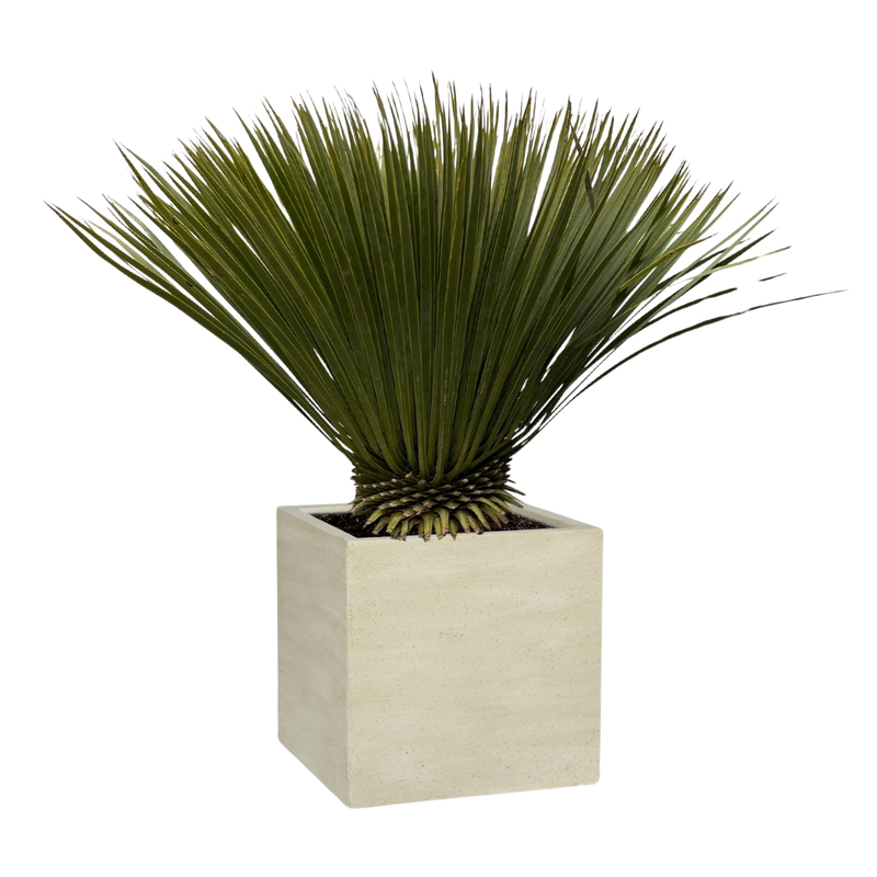 Yucca Rostrata