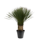 Yucca Rostrata