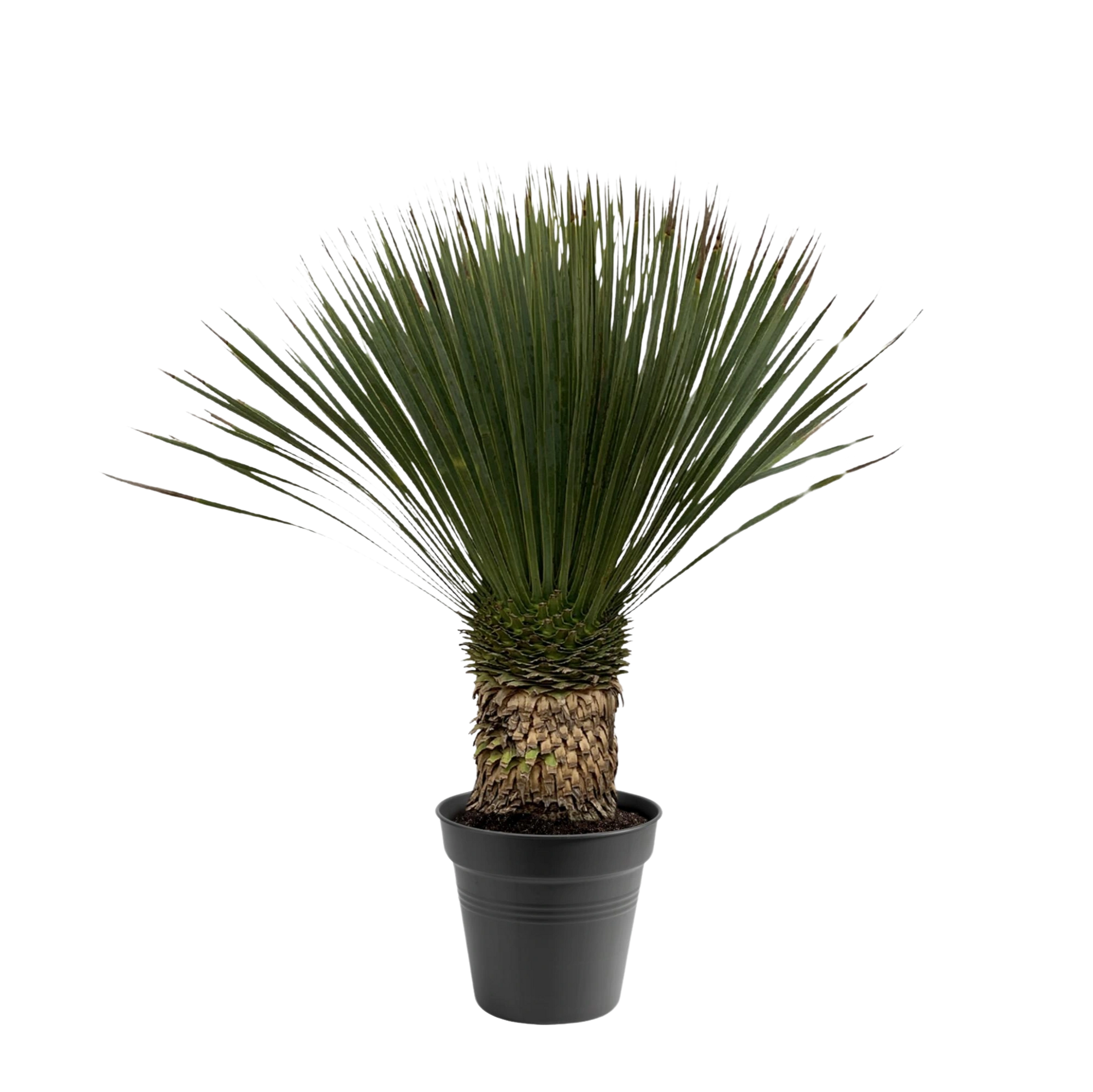 Yucca Rostrata