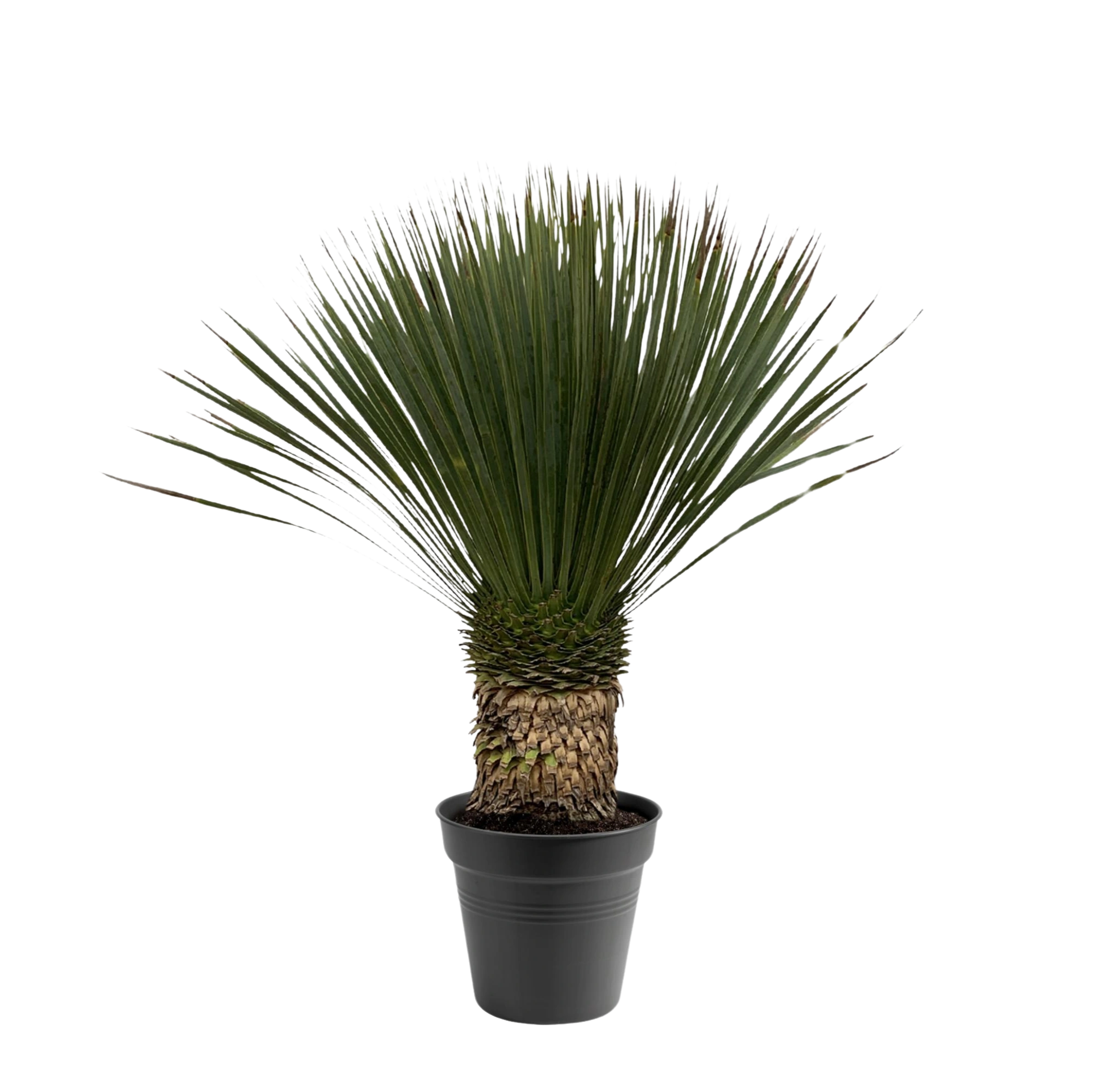 Yucca Rostrata