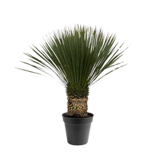 Yucca Rostrata