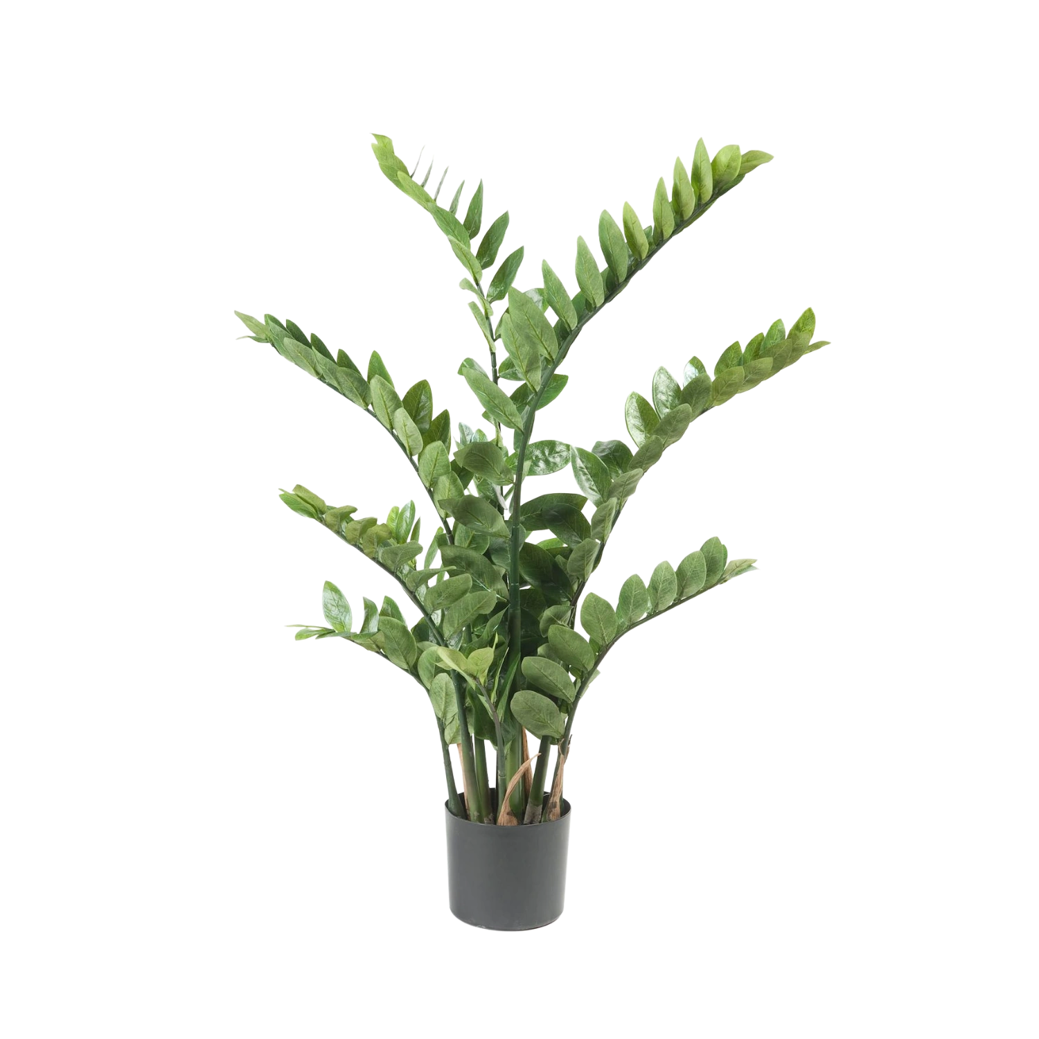Zamioculcas Kunstplant (Kamerpalm)