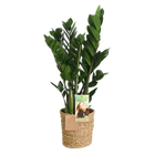 Zamioculcas (ZZ-plant) – Met Mand