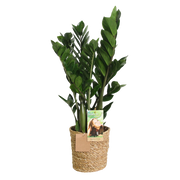 Zamioculcas (ZZ-plant) – Met Mand