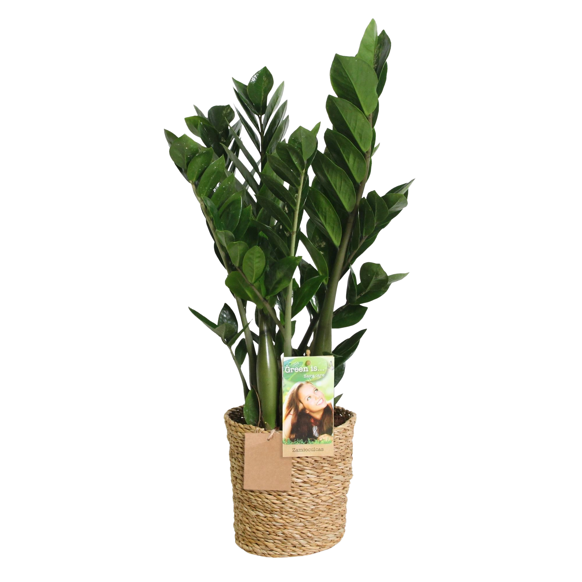 Zamioculcas (ZZ-plant) – Met Mand