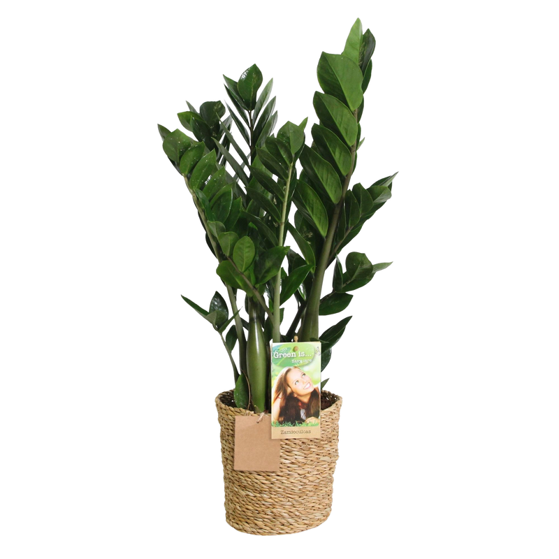 Zamioculcas (ZZ-plant) – Met Mand