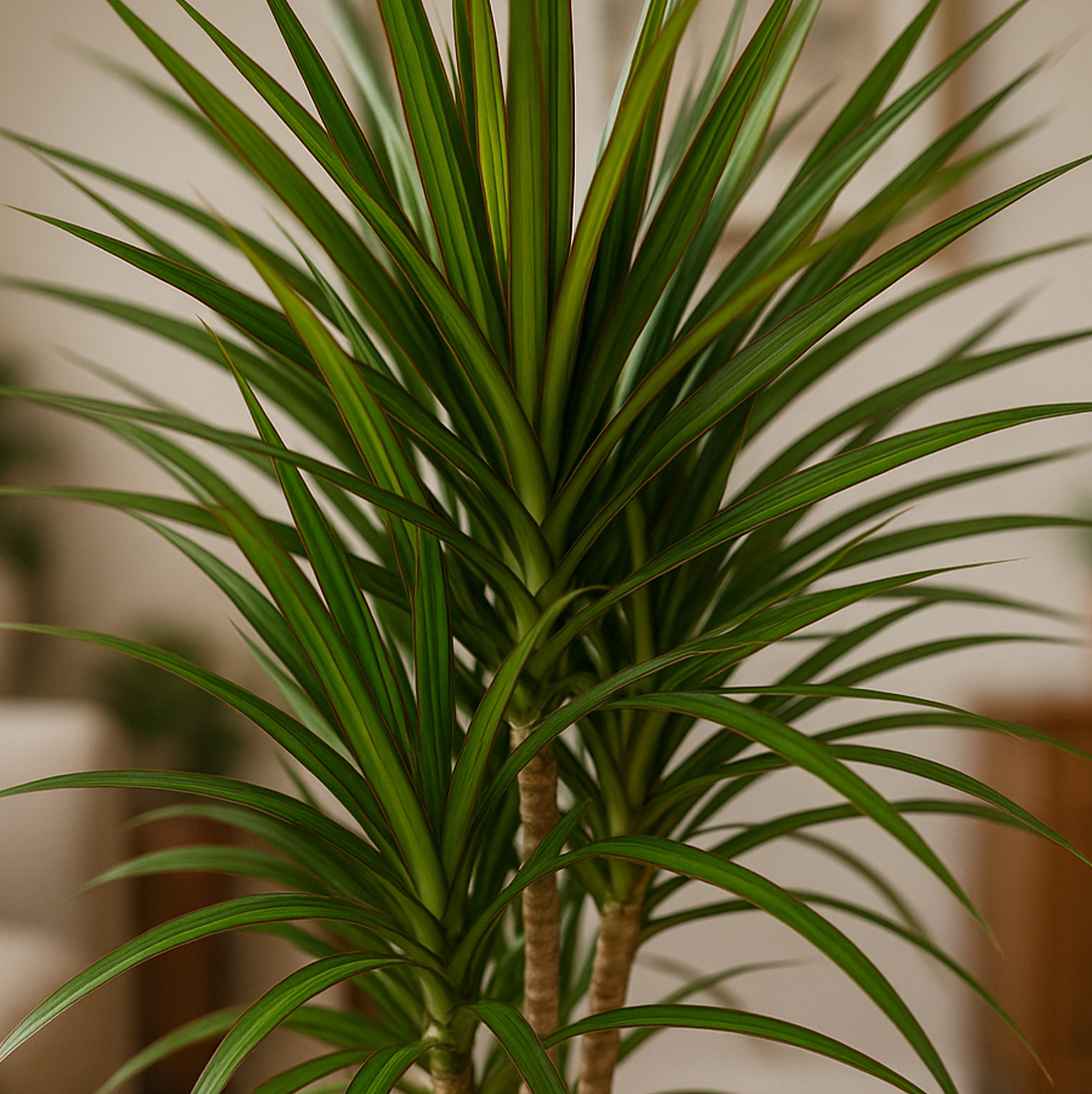 Dracaena Marginata