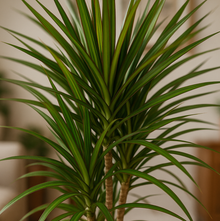 Dracaena Marginata