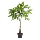 kunst Pachira Aquatica (Geldboom) Everspring