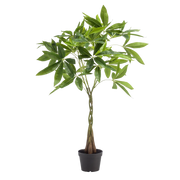 kunst Pachira Aquatica (Geldboom) Everspring