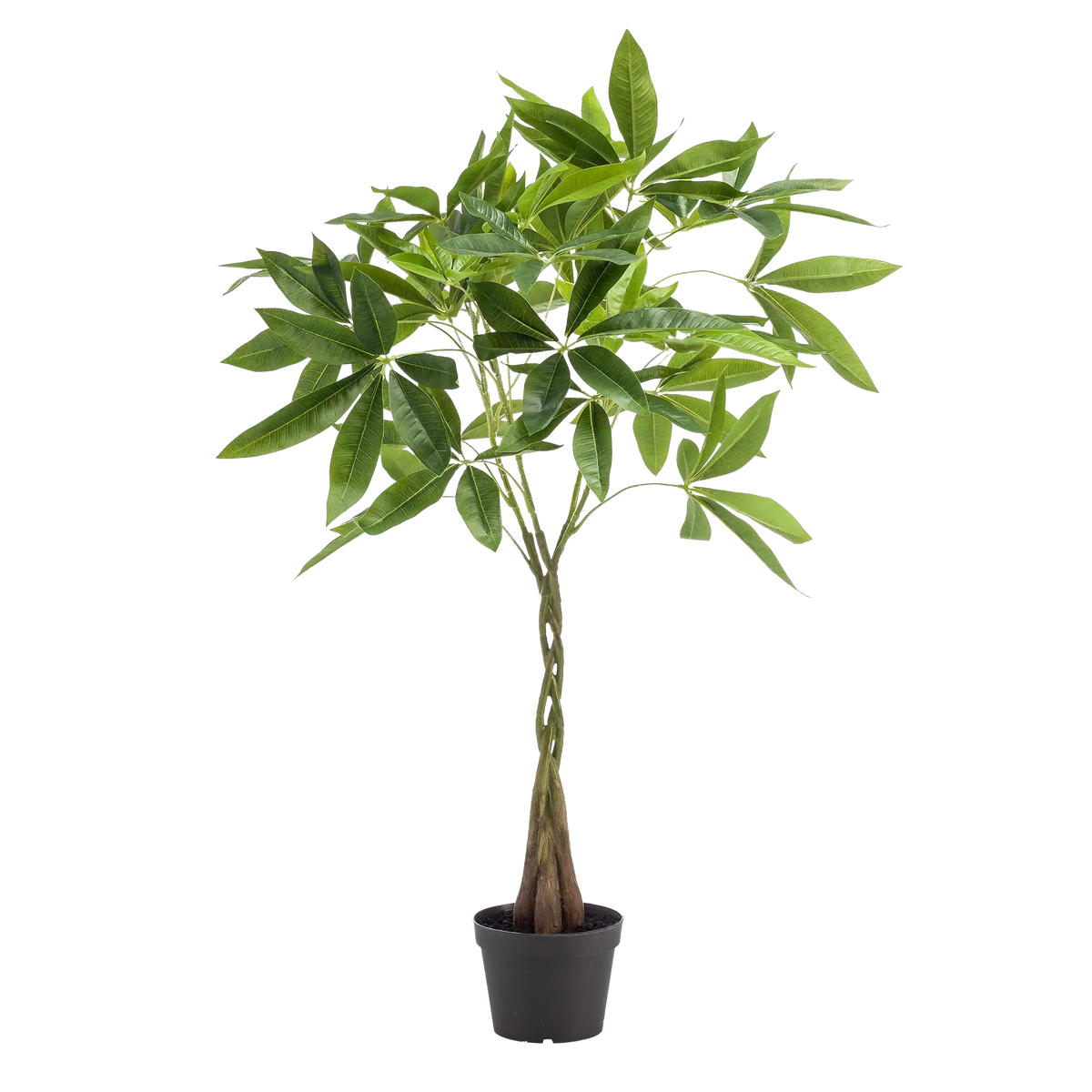 kunst Pachira Aquatica (Geldboom) Everspring