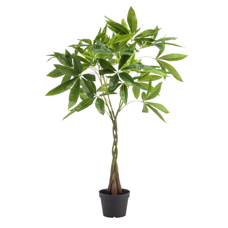 kunst Pachira Aquatica (Geldboom)