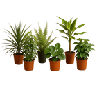 Verrassingsbox van 6 planten